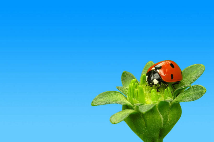 无人,横图,室外,白天,正面,旅游,度假,美景,植物,瓢虫,昆虫,斑点,景观,娱乐,一只,蓝色,绿色,蓝天,天空,自然,动物,天,趴着,享受,休闲,景色,放松,生长,晴朗,成长,自然风光,益虫,万里无云,晴空,晴空万里,七星瓢虫,花大姐,趴,彩图,全身