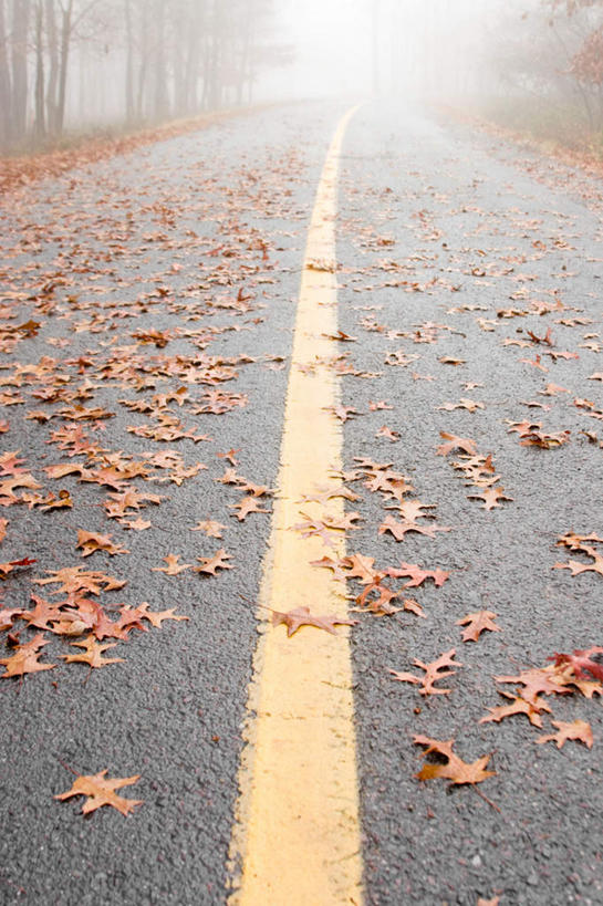 无人,竖图,俯视,室外,白天,雾,道路,路,公路,叶子,许多,朦胧,模糊,分界线,枫叶,枯叶,落叶,停车线,交通,很多,黄色,红色,枫树叶,车行道,车行道分界线,迷雾,延伸,标线,车行线,延长,叶,叶片,大雾,马路,彩图,高角度拍摄