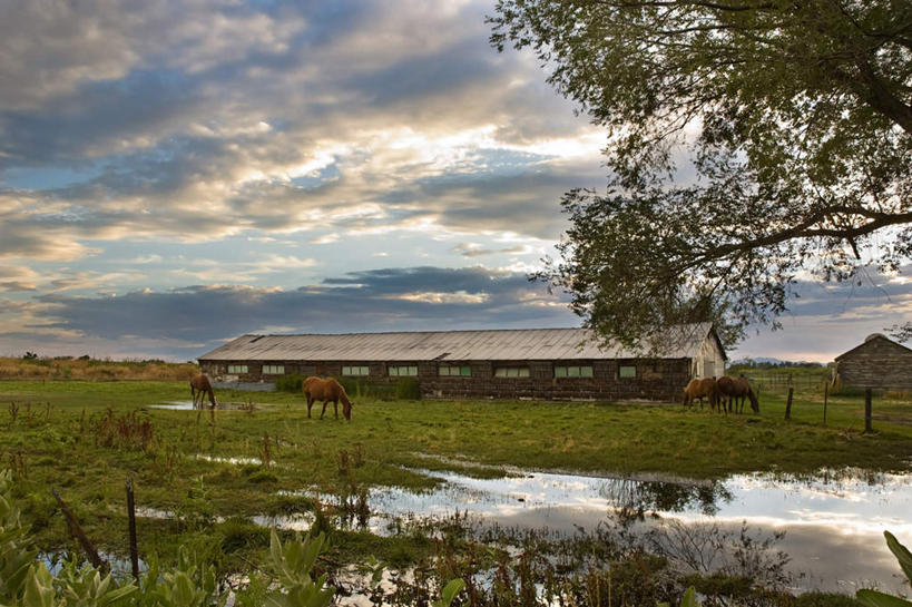 无人,站,横图,俯视,室外,白天,草地,草坪,湖,湖泊,水,植物,马,野生动物,阴影,光线,影子,湖面,水流,水面,云,云朵,马厩,云彩,注视,草,四匹,蓝色,绿色,白云,蓝天,天空,阳光,动物,湖水,天,低头,观察,看,站着,可爱,运输,牲畜,晴朗,观看,察看,关注,晴空,站立,彩图,高角度拍摄,全身