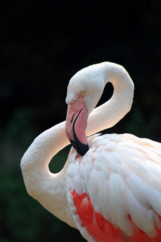 无人,站,竖图,室外,白天,侧面,旅游,度假,美景,羽毛,阴影,朦胧,模糊,轻盈,柔软,光线,红鹤,火烈鸟,影子,景观,注视,娱乐,一只,红色,白色,阳光,自然,观察,看,站着,享受,休闲,景色,放松,观看,整理,察看,关注,自然风光,收拾,轻柔,整顿,清算,站立,半身,彩图