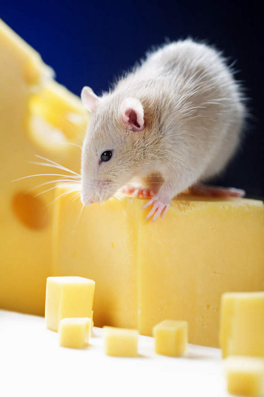 奶酪,无人,站,吃,竖图,室内,白天,正面,野生动物,老鼠,咬,蓝色背景,细菌,干酪,起司,芝士,营养,注视,黄色,白色,动物,观察,看,站着,啃,乳酪,摄影,影棚,观看,一支,咬着,察看,乳制品,关注,发酵,病菌,传染,四害,耗子,嚼,食,站立,彩图,全身,影棚拍摄,拍摄