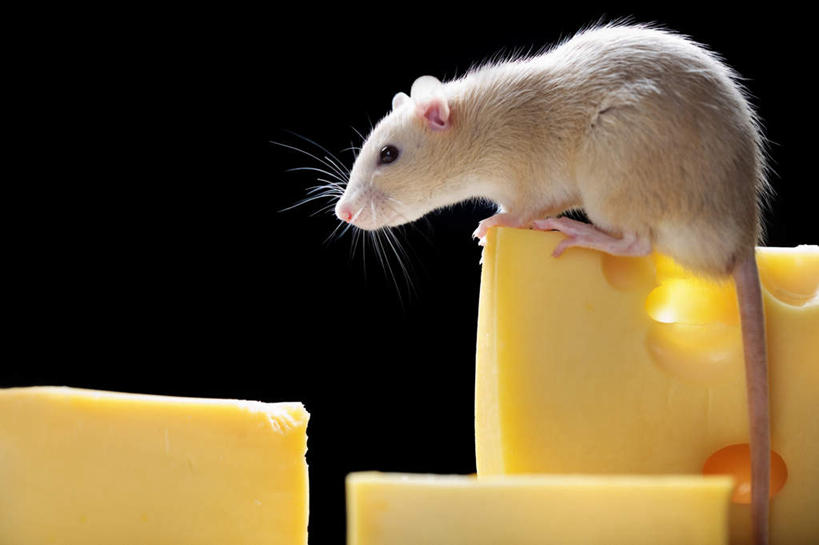 奶酪,无人,站,吃,横图,室内,白天,侧面,野生动物,老鼠,咬,黑色背景,细菌,干酪,起司,芝士,营养,注视,一只,黄色,白色,动物,观察,看,站着,啃,乳酪,摄影,影棚,观看,咬着,察看,乳制品,关注,发酵,病菌,传染,四害,耗子,嚼,食,站立,彩图,全身,影棚拍摄,拍摄