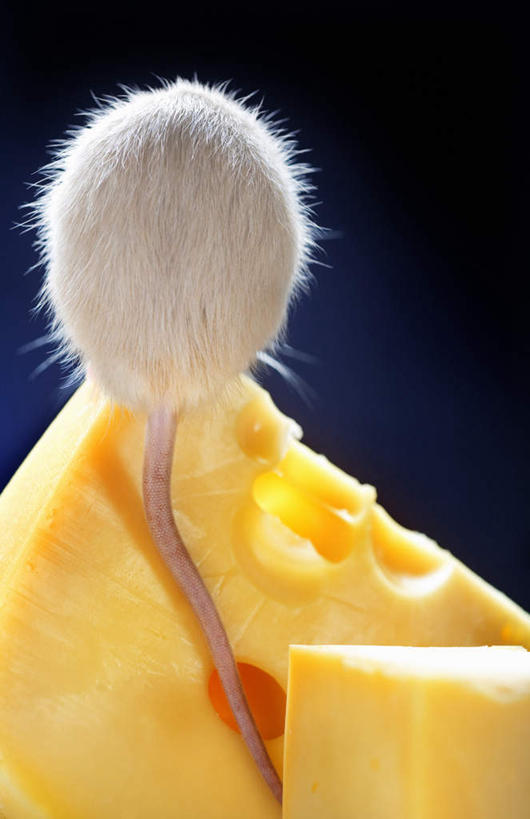 奶酪,无人,站,吃,竖图,室内,特写,白天,野生动物,老鼠,咬,蓝色背景,细菌,干酪,起司,芝士,营养,注视,一只,背面,黄色,白色,动物,观察,看,站着,啃,乳酪,摄影,影棚,观看,咬着,察看,乳制品,关注,发酵,病菌,传染,四害,耗子,嚼,食,站立,彩图,全身,影棚拍摄,拍摄