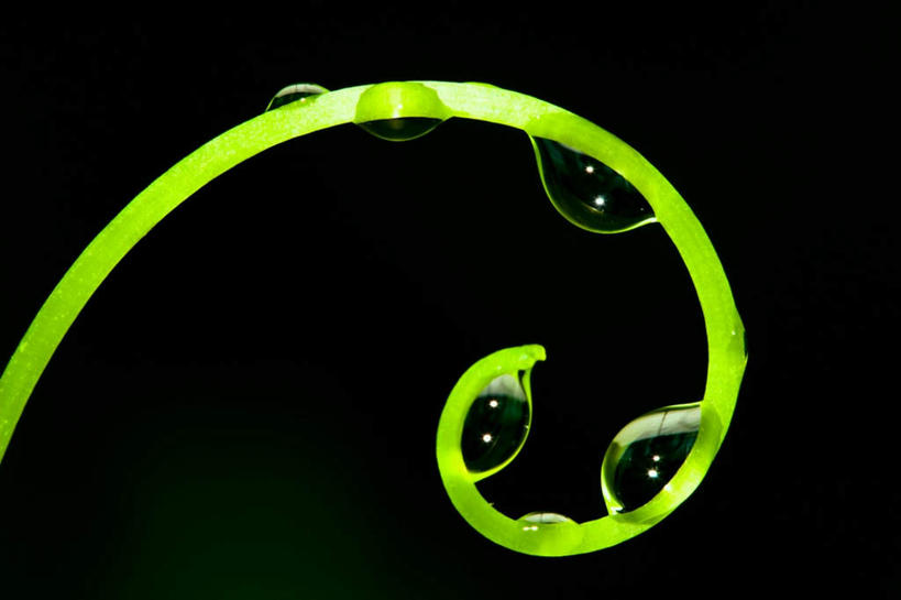 无人,横图,室外,特写,白天,正面,水,植物,露水,叶子,黑色背景,生气,弯曲,卷曲,透明,螺旋,液体,水滴,绿叶,水珠,一个,绿色,露珠,嫩叶,活力,朝气,生长,单个,成长,生机,希望,卷,剔透,灵动,通明,叶,叶片,彩图,晶莹