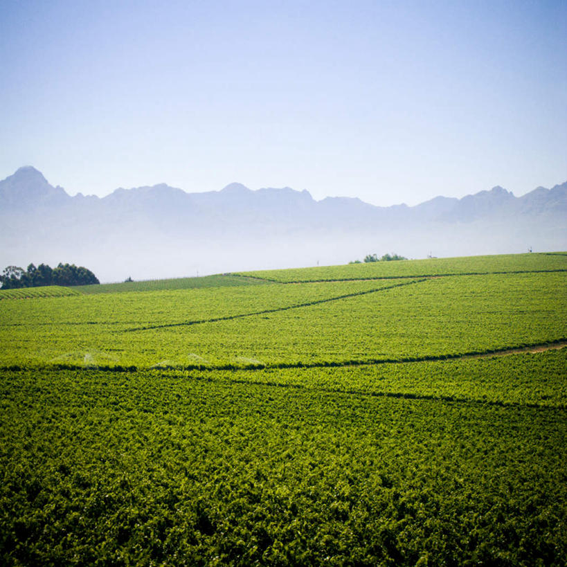 无人,果园,方图,室外,白天,正面,旅游,度假,草地,草坪,美景,山,山脉,田园,植物,非洲,南非,许多,阴影,光线,影子,景观,山峰,云,云朵,山峦,云彩,娱乐,葡萄园,草,树,树木,蓝色,绿色,白云,蓝天,天空,阳光,自然,庄园,群山,天,享受,休闲,景色,放松,生长,晴朗,成长,自然风光,阿非利加洲,南非共和国,赫曼努斯,晴空,彩图