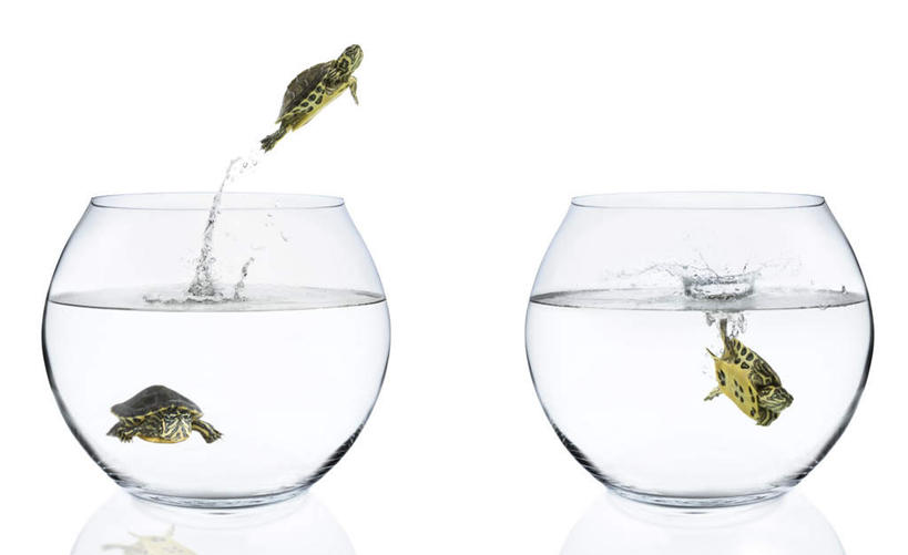 游泳,无人,跳,横图,室内,白天,白色背景,侧面,水,龟,玻璃,飞溅,溅,液体,水滴,鱼缸,玻璃制品,水珠,一只,健康,摄影,影棚,连续,喷洒,坚定,长寿,乌龟,泅水,持续,继续,接连,陆续,延续,一连,拍浮,跳跃,彩图,全身,影棚拍摄,拍摄