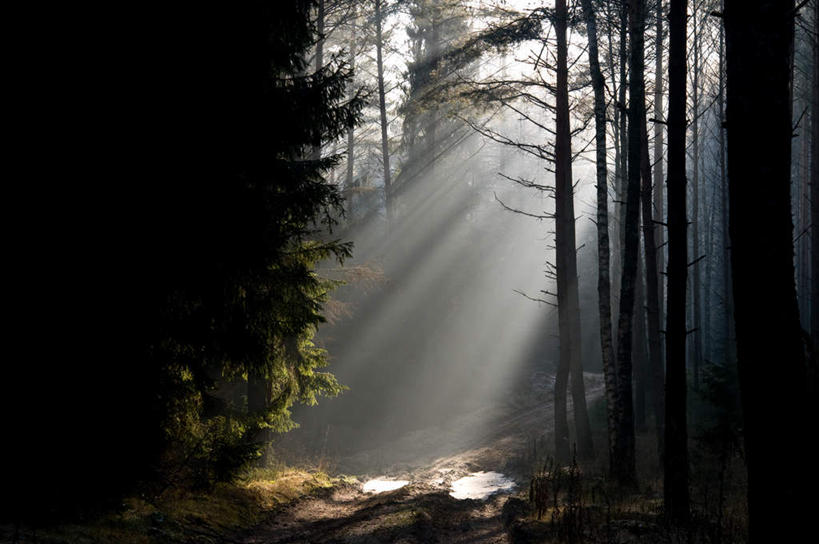 无人,横图,室外,白天,正面,旅游,度假,草地,草坪,美景,森林,树林,植物,一排,许多,阴影,朦胧,模糊,整齐,光线,影子,景观,很多,娱乐,草,树,树木,排列,绿色,阳光,自然,享受,休闲,景色,放松,茂盛,生长,成长,繁茂,队列,自然风光,兴旺,昌盛,昌隆,畅旺,发达,蕃芜,繁盛,富强,隆盛,蓬勃,旺盛,兴隆,兴盛,郁勃,彩图