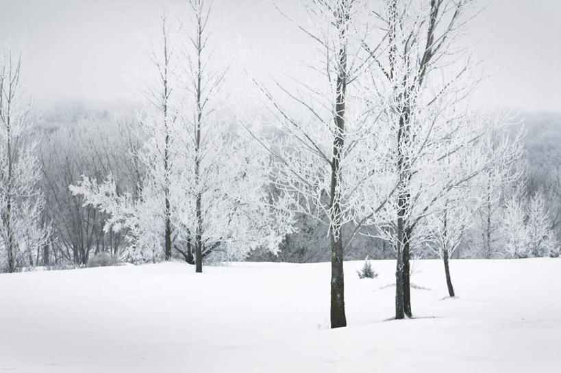无人,横图,室外,白天,正面,旅游,度假,美景,雪,植物,大雪,美国,覆盖,积雪,景观,雪景,阴天,冬季,冬天,枝条,娱乐,树,树木,树枝,天空,自然,天,享受,休闲,景色,放松,寒冷,北美,北美洲,昏暗,阴沉,自然风光,美洲,遮盖,明尼苏达州,北亚美利加洲,亚美利加洲,严寒,明尼苏达,北星之州,笼罩,笼盖,虬枝,枝杈,彩图