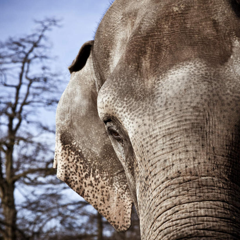 皱纹,无人,动物园,竖图,室外,特写,白天,仰视,美景,植物,哺乳动物,大象,野生动物,阴影,光线,影子,景观,注视,树,树木,蓝色,绿色,蓝天,天空,阳光,自然,动物,天,观察,看,景色,生长,晴朗,成长,观看,察看,关注,自然风光,万里无云,野生动物园,晴空,晴空万里,象,半身,彩图,低角度拍摄