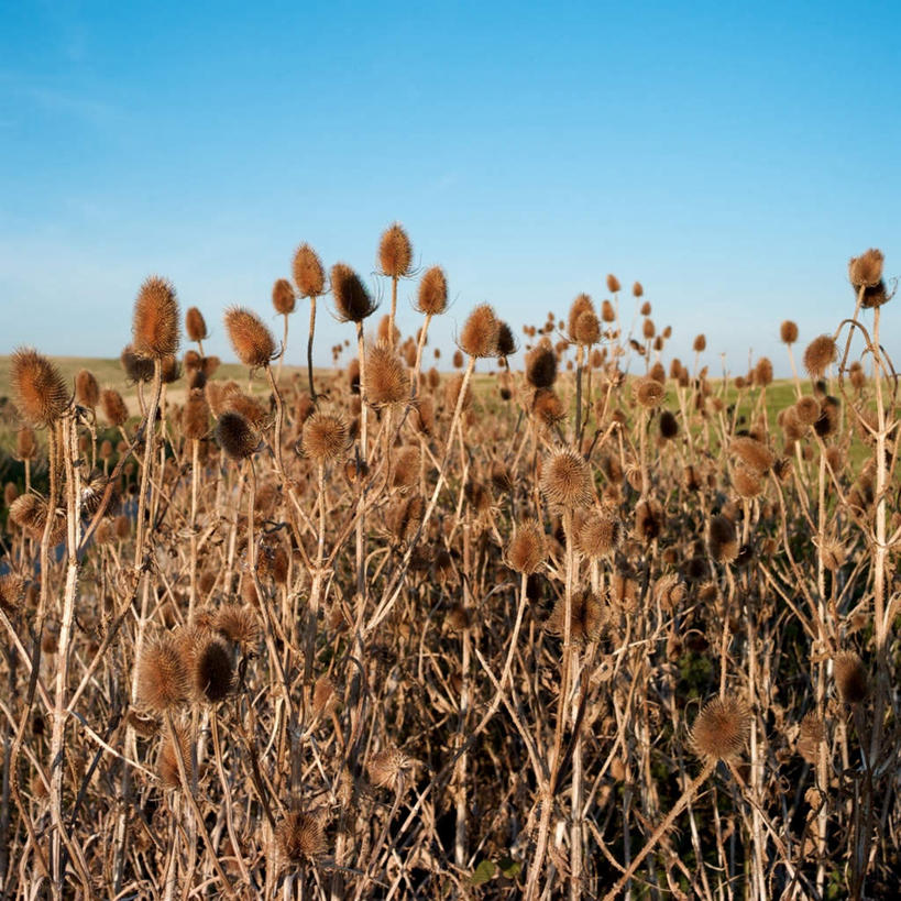 无人,方图,室外,白天,仰视,旅游,度假,美景,秋季,植物,枯萎,景观,枯草,娱乐,草,黄色,蓝色,蓝天,天空,自然,天,享受,休闲,景色,放松,晴朗,自然风光,起绒草,万里无云,晴空,晴空万里,秋,秋天,彩图,低角度拍摄