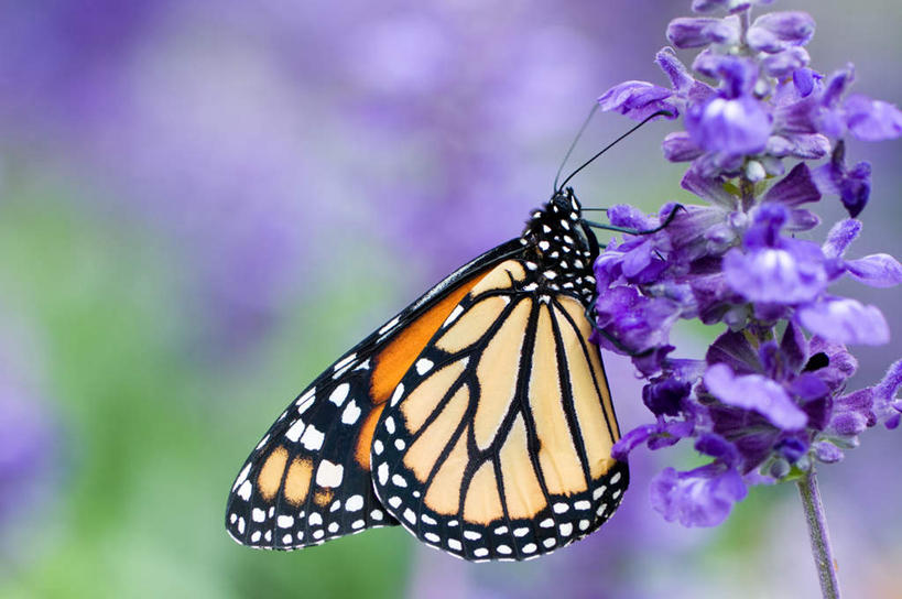 无人,横图,室外,白天,侧面,旅游,度假,美景,植物,蝴蝶,朦胧,模糊,盛开,昆虫,景观,花蕾,停留,娱乐,花,花瓣,花朵,鲜花,绿色,紫色,自然,动物,花苞,花蕊,享受,休闲,景色,放松,生长,成长,黑脉金斑蝶,停止,一支,自然风光,益虫,授粉,帝王蝶,大桦斑蝶,黑脉桦斑蝶,逗留,彩图,全身