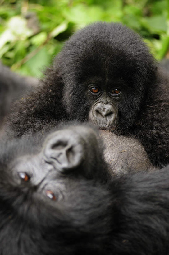 无人,躺,竖图,室外,特写,白天,正面,旅游,度假,美景,植物,猩猩,景观,注视,娱乐,绿色,自然,观察,看,趴着,亲昵,两只,享受,休闲,景色,放松,亲密,亲热,生长,成长,观看,察看,关注,自然风光,大猩猩,亲切,金刚猩猩,密切,卧着,趴,躺着,卧,半身,彩图