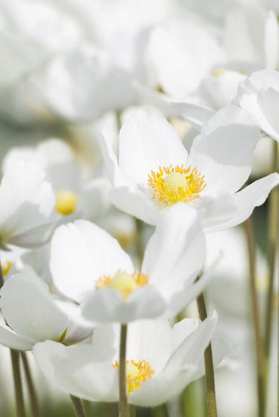 无人,竖图,俯视,室外,特写,白天,旅游,度假,美景,一排,许多,阴影,朦胧,模糊,整齐,盛开,光线,影子,景观,很多,花蕾,娱乐,花,花瓣,花朵,鲜花,排列,白色,阳光,自然,花苞,花蕊,享受,休闲,景色,放松,银莲花,新生,队列,自然风光,雪花莲,银莲,复活节花,雪片莲,生日花,彩图,高角度拍摄