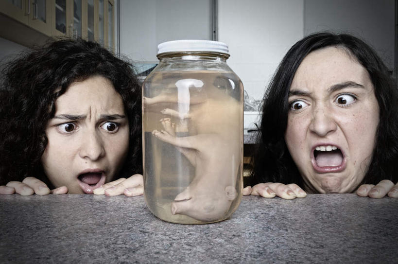 西方人,两个人,蹲,横图,室内,白天,正面,柜子,桌面,桌子,猪,欧洲,欧洲人,惊讶,罐子,墙,大理石,注视,墙壁,墙面,玻璃制品,一只,玻璃瓶,瓶子,橱柜,观察,看,观看,惊奇,察看,扶着,关注,震动,大理石制品,诧异,震惊,男人,男性,年轻男性,年轻女性,女人,女性,白种人,蹲着,半身,彩图