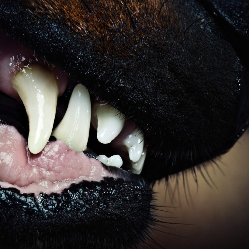 嘴,牙齿,无人,方图,室内,特写,白天,侧面,宠物,狗,许多,锐利,一只,动物,张嘴,可爱,摄影,影棚,锋利,尖锐,猛烈,尖利,凶猛,张大嘴巴,凶悍,忠诚,勇猛,唾液,犀利,厉害,齿,口,口腔,牙,牙龈,嘴巴,嘴唇,张开嘴,犬,半身,彩图,影棚拍摄,拍摄