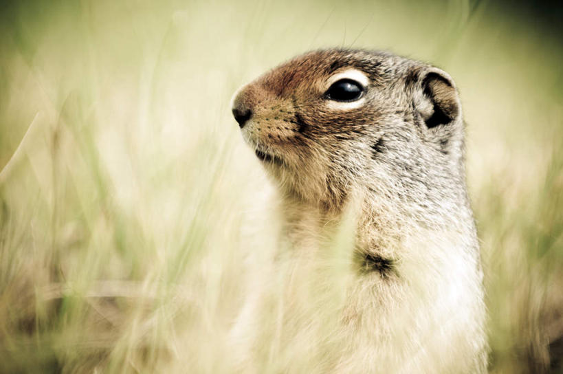 无人,横图,室外,白天,侧面,草地,草坪,植物,野生动物,加拿大,朦胧,模糊,扭头,注视,草,一只,绿色,动物,松鼠,观察,看,转头,可爱,活泼,观看,察看,北美,北美洲,关注,美洲,北亚美利加洲,亚美利加洲,鼯鼠,飞鼠,半身,彩图
