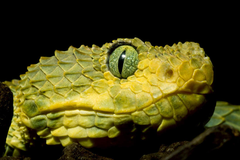 脸,头,脸颊,无人,横图,室内,特写,白天,正面,野生动物,一条,黑色背景,爬行动物,蛇,注视,动物,观察,看,摄影,影棚,观看,察看,有毒,关注,冷血动物,凶猛,脊椎动物,长虫,蝰蛇,残暴,凶残,头部,脸部,脸蛋,面部,半身,彩图,影棚拍摄,拍摄,冷血