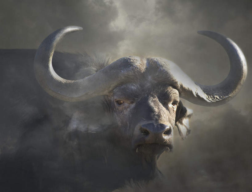 无人,站,横图,室内,特写,白天,正面,旅游,度假,美景,牛,野生动物,非洲,一头,阴影,光线,影子,景观,尘埃,注视,娱乐,阳光,自然,动物,观察,看,站着,享受,休闲,景色,放松,观看,灰尘,尘土,察看,关注,自然风光,凶猛,牛角,非洲水牛,阿非利加洲,残暴,凶残,水牛,站立,半身,彩图