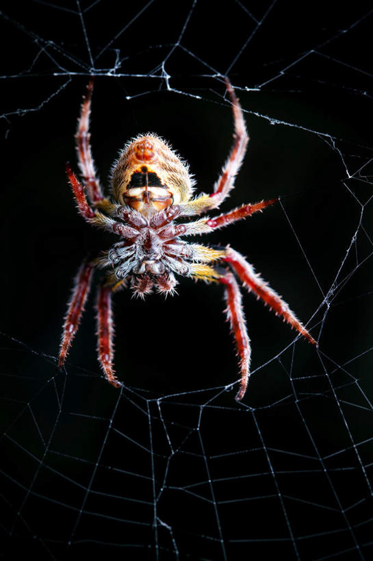 无人,竖图,室外,白天,正面,黑色背景,昆虫,蜘蛛,蜘蛛网,网,繁忙,一只,红色,动物,摄影,影棚,等待,八脚螅,忙碌,节肢动物,益虫,蛛网,守候,波丝,劳碌,捕杀,猎取,彩图,全身,影棚拍摄,拍摄