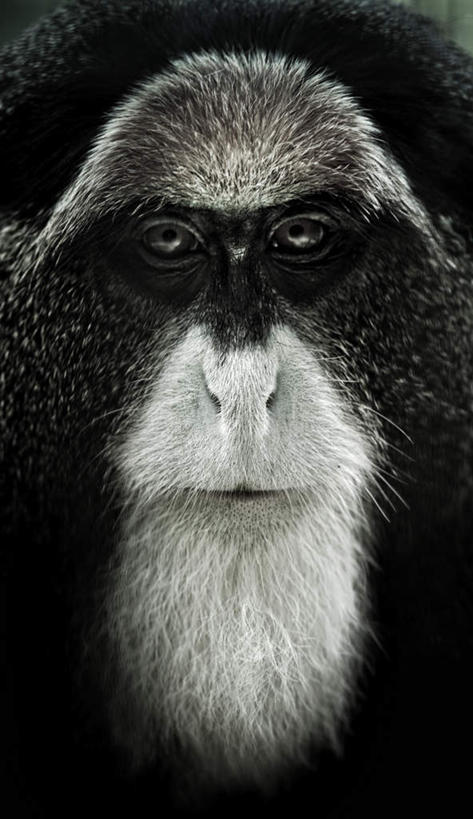 脸,头,脸颊,胡须,无人,竖图,室外,特写,白天,正面,哺乳动物,猴,野生动物,猴子,注视,白色,动物,观察,看,可爱,活泼,观看,察看,关注,髯毛,头部,脸部,脸蛋,面部,半身,彩图