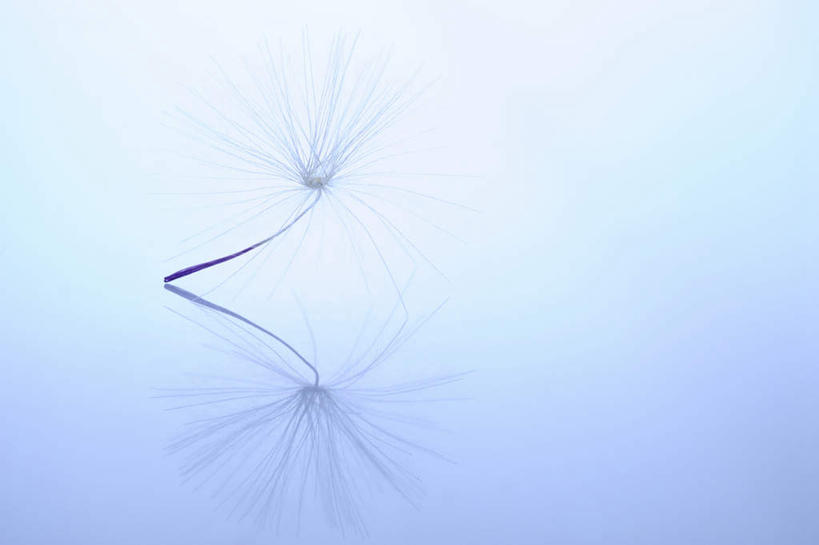 无人,横图,室内,白天,正面,爱情,植物,蒲公英,阴影,蓝色背景,漂浮,飘扬,反射,影子,飘落,一朵,绿色,白色,自然,摄影,影棚,生长,成长,下沉,降落,开朗,飘零,蒲公草,尿床草,彩图,影棚拍摄,拍摄