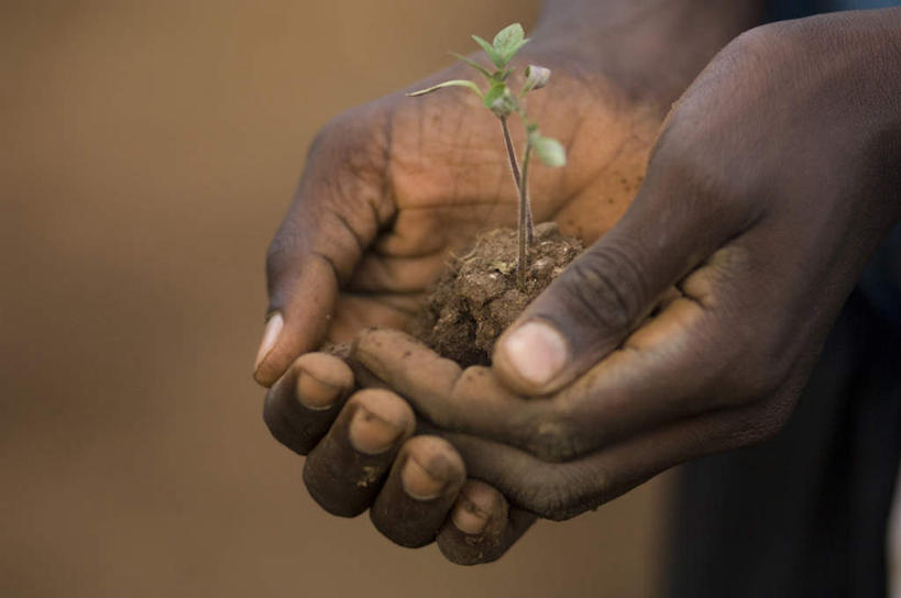 西方人,手,一个人,捧,横图,室外,特写,白天,正面,欧洲,非洲,黑人,欧洲人,仅一个男性,仅一个人,阴影,朦胧,模糊,光线,影子,泥土,土壤,仅一个年轻男性,阳光,树苗,手部,男人,男性,年轻男性,非洲人,端,端着,捧着,手捧,半身,彩图