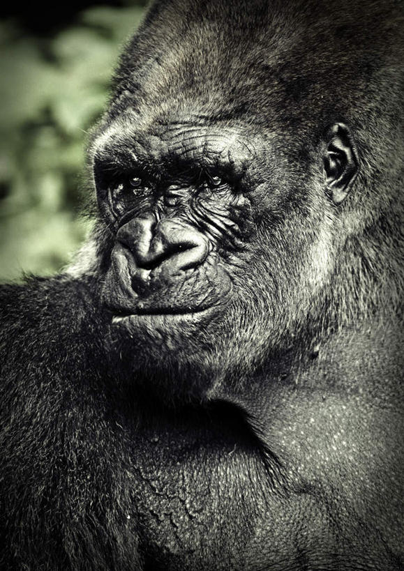 无人,站,竖图,室外,特写,白天,正面,旅游,度假,美景,植物,猩猩,一头,朦胧,模糊,景观,注视,娱乐,绿色,自然,观察,看,站着,享受,休闲,景色,放松,生长,成长,观看,背带,察看,关注,自然风光,大猩猩,金刚猩猩,站立,彩图