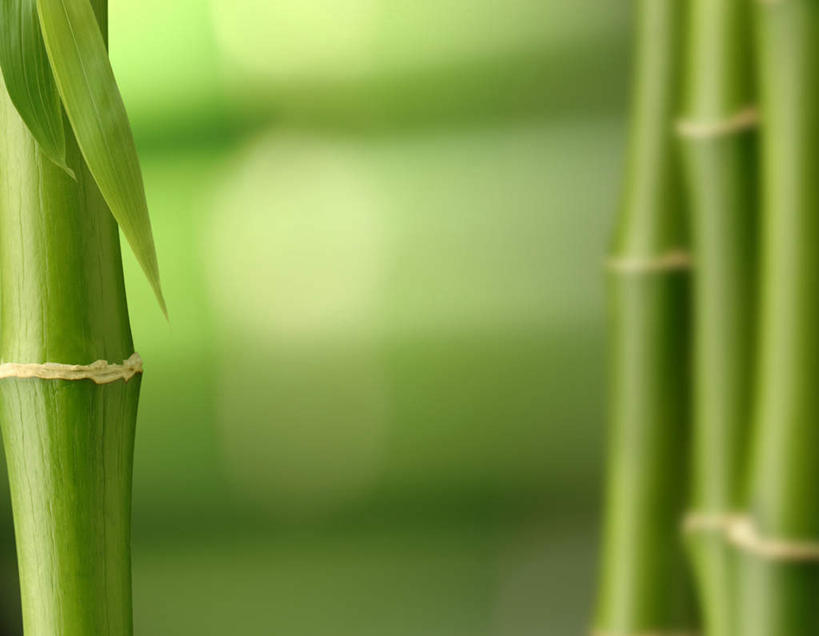 无人,横图,室外,白天,正面,旅游,度假,美景,竹子,生气,朦胧,模糊,景观,竹林,娱乐,自然,享受,休闲,景色,放松,活力,朝气,生机,希望,自然风光,彩图