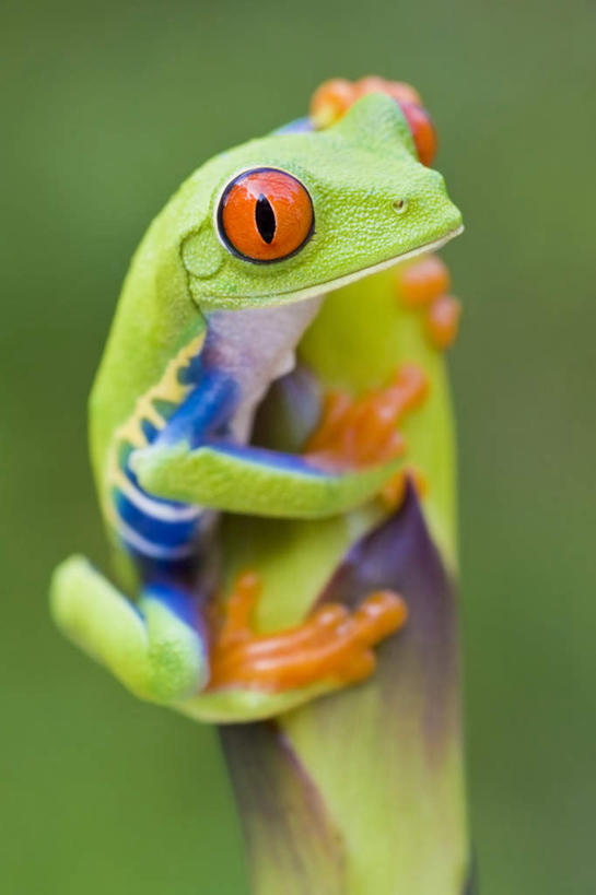 无人,攀登,竖图,室外,白天,正面,植物,野生动物,红眼树蛙,树蛙,注视,一个,一只,绿色,自然,动物,观察,看,趴着,可爱,活泼,生长,单个,成长,观看,察看,关注,趴,攀爬,彩图,全身,攀缘