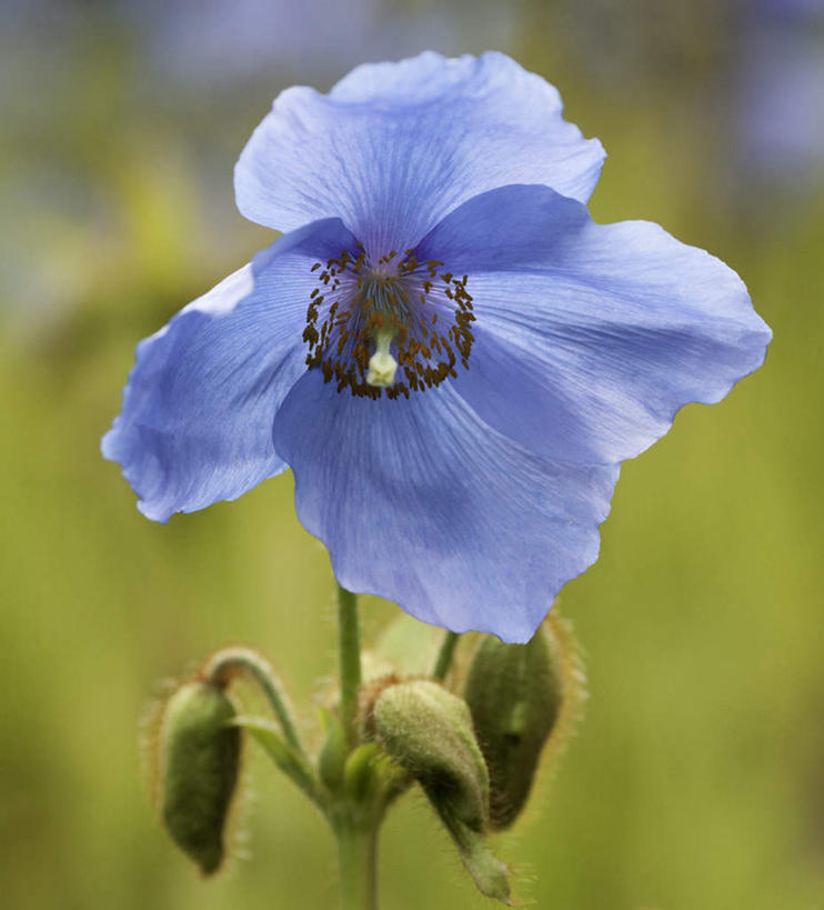 无人,竖图,室外,特写,白天,正面,植物,罂粟,模糊,盛开,天然,透明,草药,花蕾,中药,花,花瓣,花朵,鲜花,蓝色,自然,花苞,花蕊,毒品,药材,中草药,中药材,本草,止痛,镇静,安眠,理智,沉静,冷色,高深,冷淡,含糊,恍惚,模胡,依稀,隐约,罂粟花,彩图
