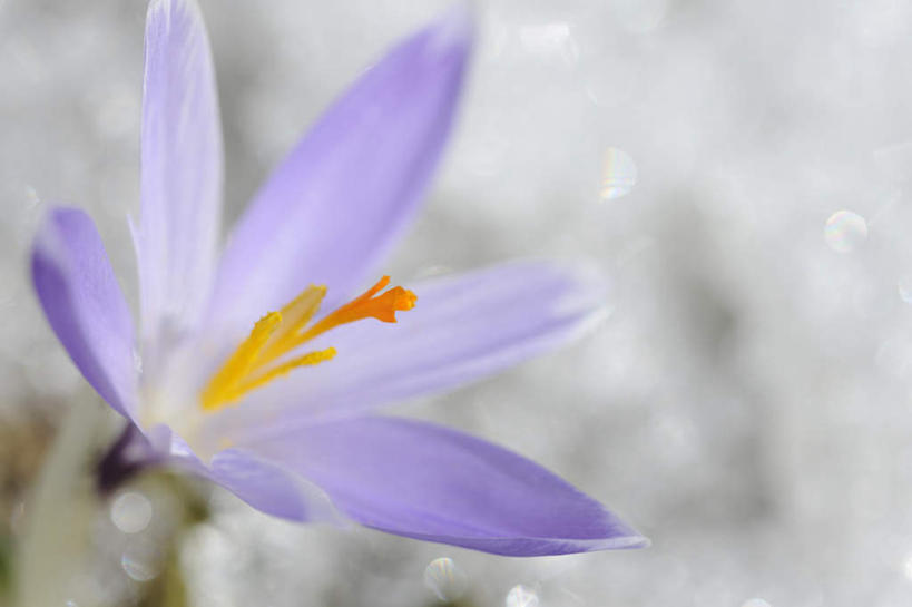 无人,横图,俯视,室外,特写,白天,快乐,盛开,花蕾,藏红花,花,花瓣,花朵,鲜花,一朵,紫色,花苞,花蕊,保护,番红花,西红花,彩图,高角度拍摄