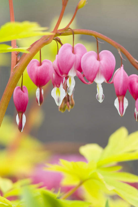 无人,竖图,室外,特写,白天,正面,叶子,朦胧,模糊,盛开,绿叶,花蕾,花,花瓣,花朵,鲜花,红色,绿色,花苞,花蕊,嫩叶,同意,接受,荷包牡丹,铃儿草,兔儿牡丹,鱼儿牡丹,答应,叶,叶片,彩图