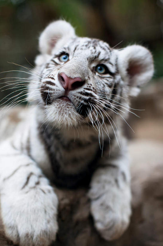 脸,头,眼睛,脸颊,腿部,脚,脚趾,脚趾甲,腿,无人,竖图,室外,特写,白天,正面,哺乳动物,虎,野生动物,阴影,朦胧,模糊,光线,影子,注视,一只,白色,动物,观察,看,趴着,观看,察看,关注,孟加拉虎,凶猛,印度虎,残暴,凶残,头部,脚指甲,脸部,脸蛋,面部,老虎,趴,半身,彩图