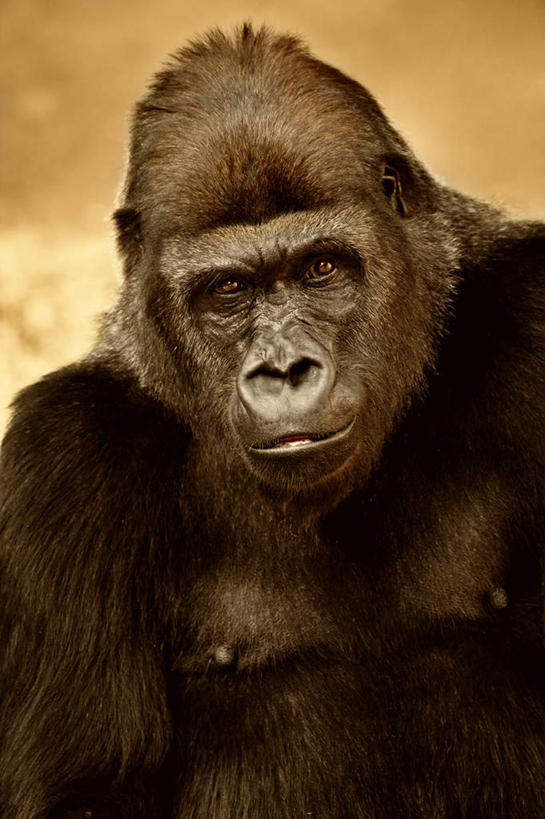 脸,头,眼睛,脸颊,眉毛,睫毛,无人,竖图,室外,特写,白天,正面,旅游,度假,美景,野生动物,猩猩,瞳孔,景观,注视,娱乐,肩膀,一只,红色,自然,动物,观察,看,享受,休闲,景色,放松,眼部,活泼,观看,察看,关注,自然风光,黄猩猩,头部,睫,脸部,脸蛋,眉,面部,眼,眼睫毛,眼眉,红猩猩,红毛猩猩,半身,彩图,眼眉毛