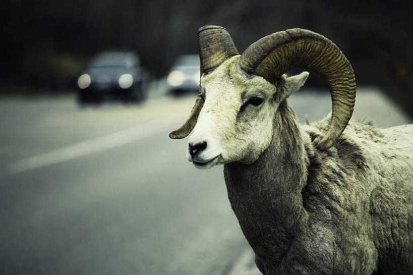 无人,站,横图,室外,白天,侧面,道路,路,公路,汽车,野生动物,羊,两辆,阴影,朦胧,模糊,光线,影子,分界线,停车线,交通,扭头,注视,车,一只,阳光,动物,交通工具,轿车,观察,看,站着,转头,可爱,活泼,观看,车行道,车行道分界线,察看,关注,载具,标线,车行线,马路,山羊,站立,半身,彩图