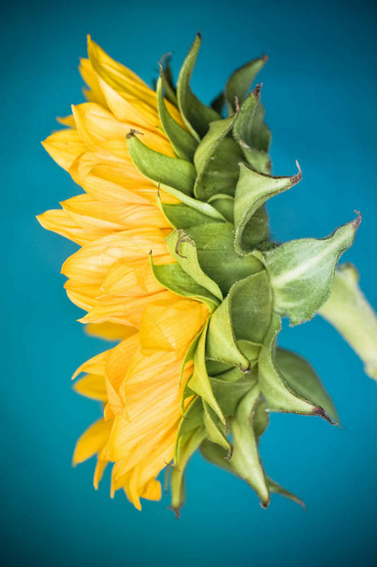 无人,竖图,室内,特写,白天,正面,爱情,幸福,太阳,向日葵,蓝色背景,盛开,花蕾,花,花瓣,花朵,鲜花,两朵,黄色,花苞,花蕊,摄影,影棚,光辉,沉默,忠诚,勇敢,投缘,爱慕,高傲,朝阳花,葵花,望日莲,向阳花,转日莲,彩图,影棚拍摄,拍摄