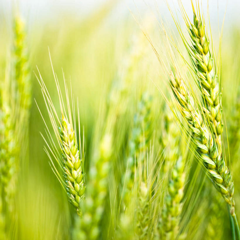 无人,农田,方图,室外,特写,白天,正面,农业,庄稼,农作物,小麦,阴影,朦胧,模糊,光线,影子,谷物,绿色,阳光,稻谷,稻子,麦子,彩图,耕地,庄稼田