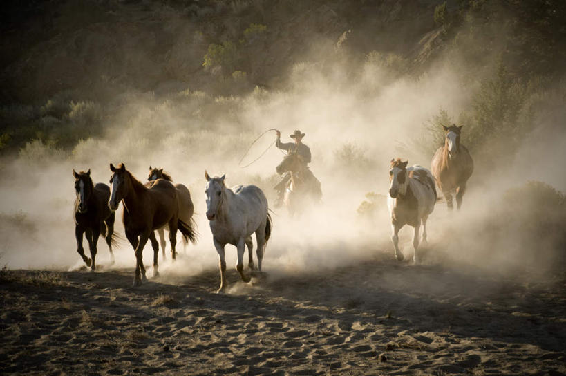 西方人,一个人,牛仔,横图,室外,白天,正面,沙漠,马,野生动物,帽子,欧洲,欧洲人,仅一个男性,仅一个人,一群,许多,骑马,阴影,朦胧,模糊,反射,影子,很多,尘埃,注视,仅一个年轻男性,骑,动物,观察,看,牛仔帽,运输,牲畜,观看,灰尘,尘土,察看,挥动,挥舞,关注,鞭子,男人,男性,年轻男性,白种人,大漠,砂漠,牧牛工,牧牛人,牧童,彩图,全身