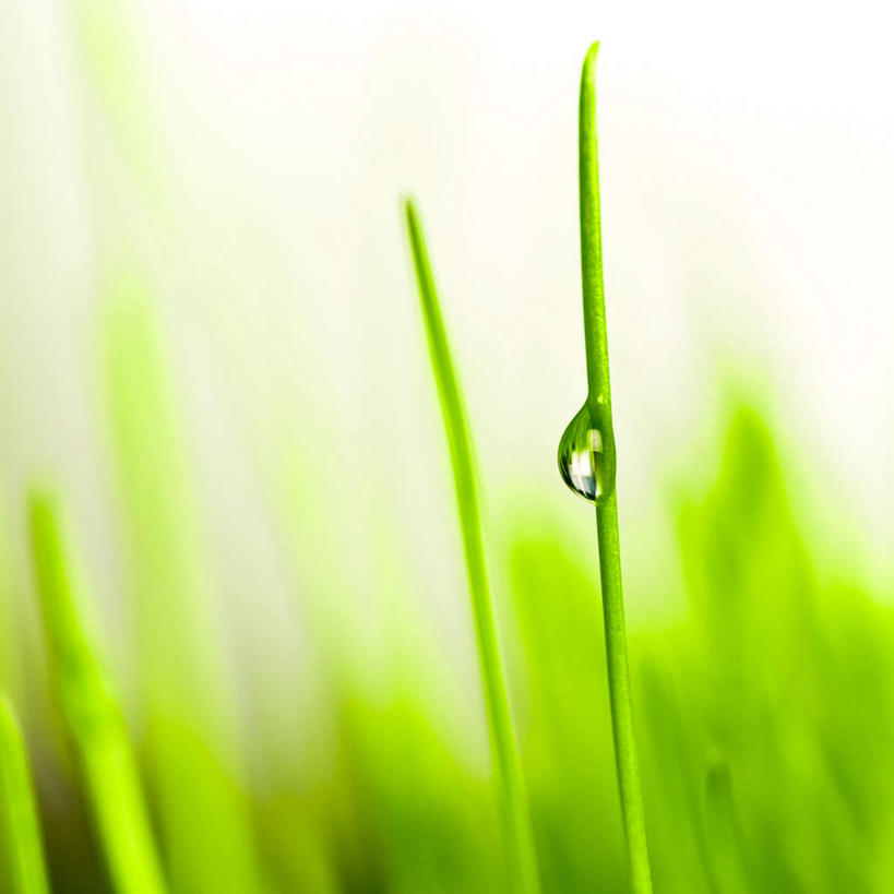 无人,方图,室外,特写,白天,正面,旅游,度假,美景,水,植物,露水,一滴,朦胧,模糊,透明,光线,液体,景观,水滴,娱乐,水珠,草,绿色,阳光,自然,露珠,享受,休闲,景色,放松,生长,成长,生机,剔透,自然风光,灵动,通明,彩图,晶莹