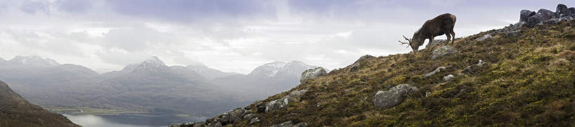 无人,站,吃,横图,室外,白天,侧面,旅游,度假,草地,草坪,石头,美景,山,山脉,植物,哺乳动物,鹿,野生动物,英国,欧洲,一头,石子,景观,山峰,云,云朵,山峦,云彩,注视,娱乐,苏格兰,草,树,树木,蓝色,绿色,白云,蓝天,天空,自然,动物,群山,天,观察,看,站着,享受,休闲,景色,放松,可爱,活泼,生长,晴朗,成长,观看,察看,西欧,关注,自然风光,大不列颠,大不列颠及北爱尔兰联合王国,大不列颠联合王国,日不落英帝国,苏格兰王国,萨瑟兰郡,韦斯特罗斯,石块,晴空,嚼,食,站立,彩图,全身