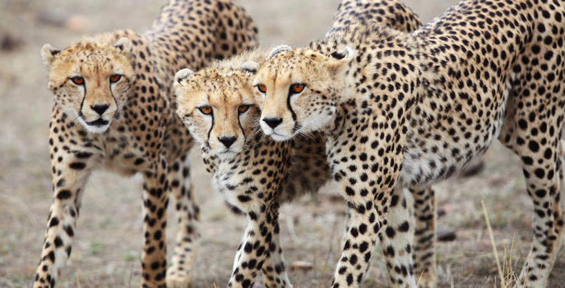 无人,走,横图,室外,白天,正面,旅游,度假,美景,植物,豹子,野生动物,非洲,肯尼亚,枯萎,景观,枯草,注视,娱乐,草,黄色,自然,动物,观察,看,享受,休闲,景色,放松,三头,观看,察看,关注,自然风光,金钱豹,印度豹,凶猛,阿非利加洲,文豹,肯尼亚共和国,残暴,凶残,猎豹,花豹,豹,步行,散步,走路,半身,彩图