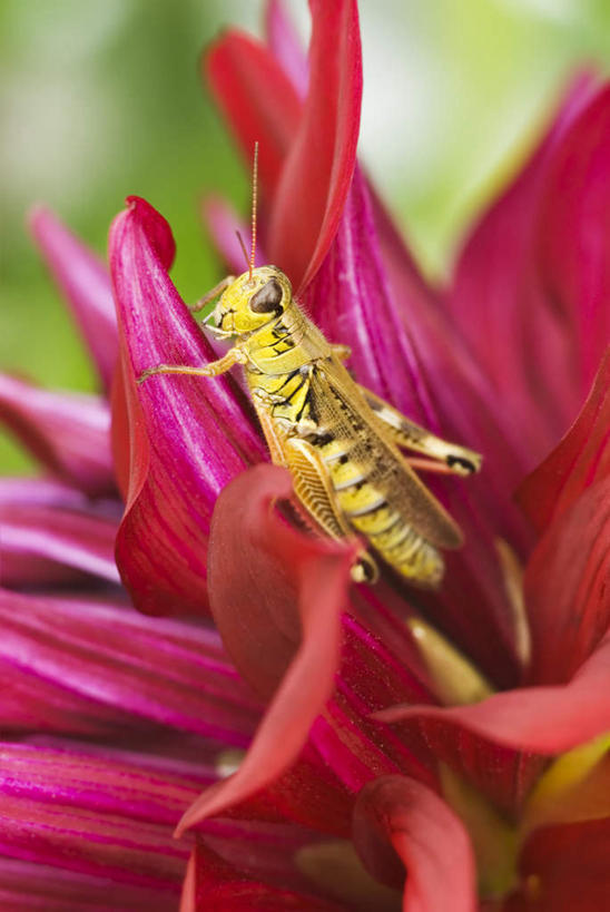 无人,竖图,俯视,室外,白天,旅游,度假,美景,植物,朦胧,模糊,盛开,昆虫,蚱蜢,景观,大丽花,花蕾,娱乐,花,花瓣,花朵,鲜花,一朵,一只,红色,绿色,自然,动物,花苞,花蕊,享受,休闲,菊花,景色,放松,生长,成长,大理花,自然风光,扁旦勾,大丽菊,害虫,富丽,大方,趴,彩图,高角度拍摄,全身