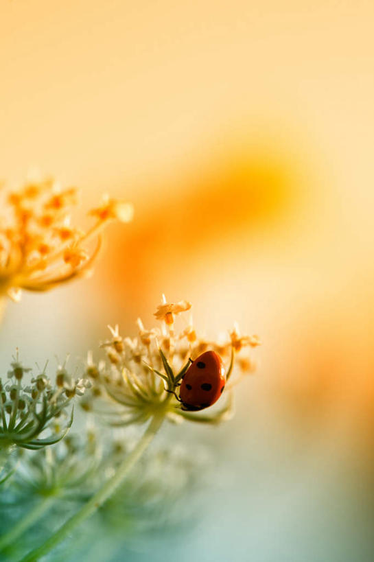 无人,竖图,室外,特写,白天,正面,旅游,度假,美景,日落,瓢虫,阴影,朦胧,模糊,盛开,光线,昆虫,影子,斑点,景观,晚霞,霞光,落日,花蕾,娱乐,花,花瓣,花朵,鲜花,一只,白色,阳光,自然,黄昏,动物,花苞,花蕊,享受,休闲,景色,彩霞,放松,卫生,自然风光,益虫,纯真,授粉,洁净,光明,恬静,中间色,朴素,清白,夕照,夕阳,七星瓢虫,花大姐,彩图,全身,斜阳