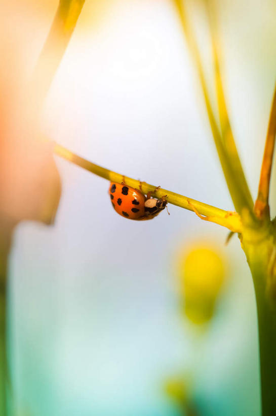 无人,竖图,室外,特写,白天,正面,旅游,度假,美景,植物,瓢虫,阴影,朦胧,模糊,光线,昆虫,影子,斑点,景观,枝条,娱乐,树,树木,树枝,一只,阳光,自然,动物,享受,休闲,景色,放松,栖息,自然风光,益虫,虬枝,枝杈,栖身,七星瓢虫,花大姐,彩图,全身