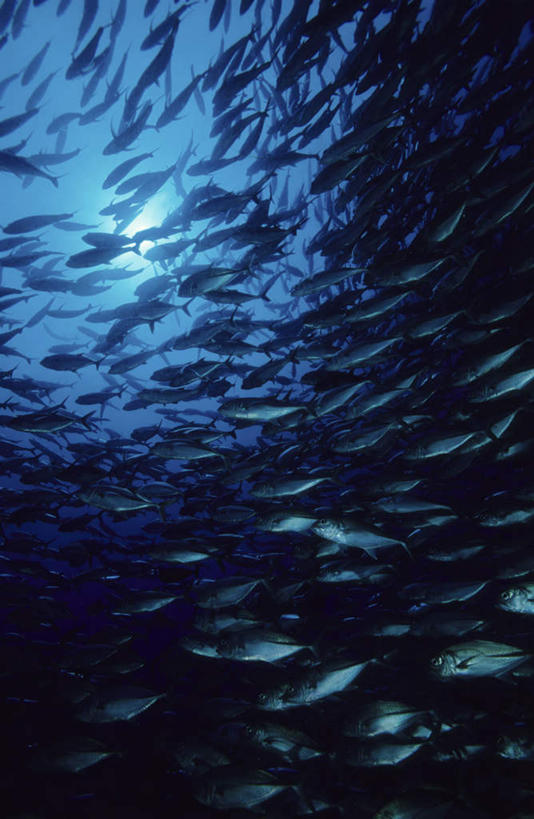 无人,竖图,室外,白天,仰视,海底,水下,许多,阴影,光线,鱼,影子,水底,很多,鱼类,海洋生物,阳光,海底世界,游动,水生动物,水生物,海底动物,海床,半身,彩图,低角度拍摄