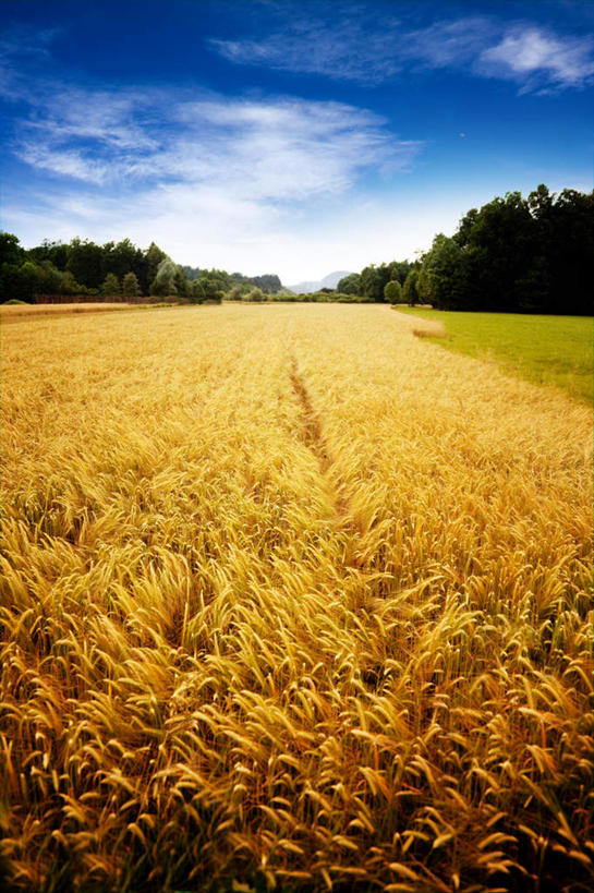 无人,农田,农场,竖图,室外,白天,正面,旅游,度假,畜牧业,牧场,庄稼,农作物,小麦,美景,山,山脉,树林,植物,景观,山峰,云,云朵,谷物,山峦,云彩,娱乐,树,树木,蓝色,绿色,白云,蓝天,天空,自然,群山,天,享受,休闲,稻谷,稻子,景色,放松,麦子,生长,晴朗,成长,乡下,乡间,自然风光,畜牧,牧业,晴空,彩图,耕地,庄稼田