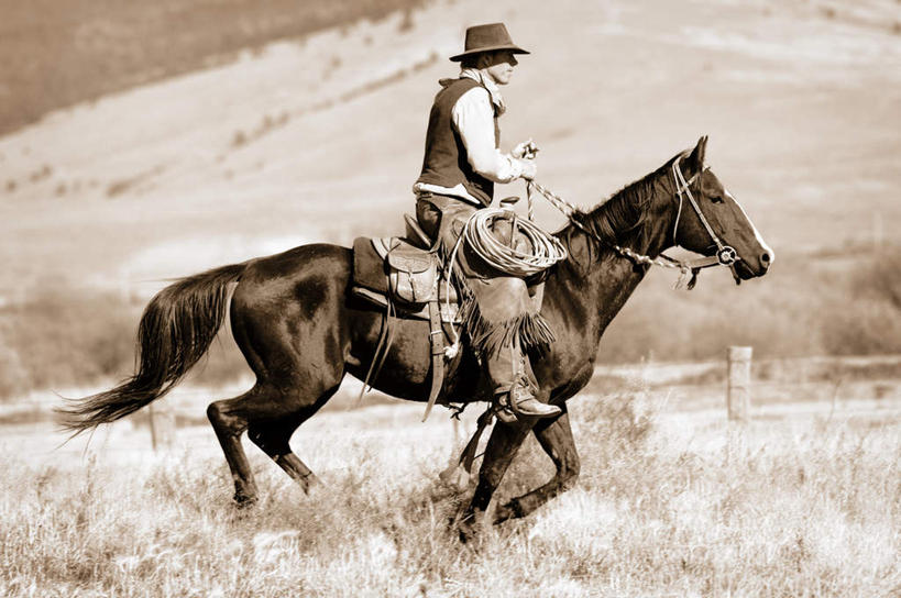 西方人,一个人,坐,横图,室外,白天,侧面,旅游,度假,美景,植物,马,野生动物,帽子,欧洲,欧洲人,仅一个男性,仅一个人,枯萎,景观,枯草,注视,娱乐,一匹,草,仅一个年轻男性,黄色,自然,动物,观察,看,享受,休闲,牛仔帽,景色,放松,运输,牲畜,观看,察看,操作,关注,自然风光,驾驭,一顶,把持,驾御,把握,男人,男性,年轻男性,白种人,坐着,彩图,全身