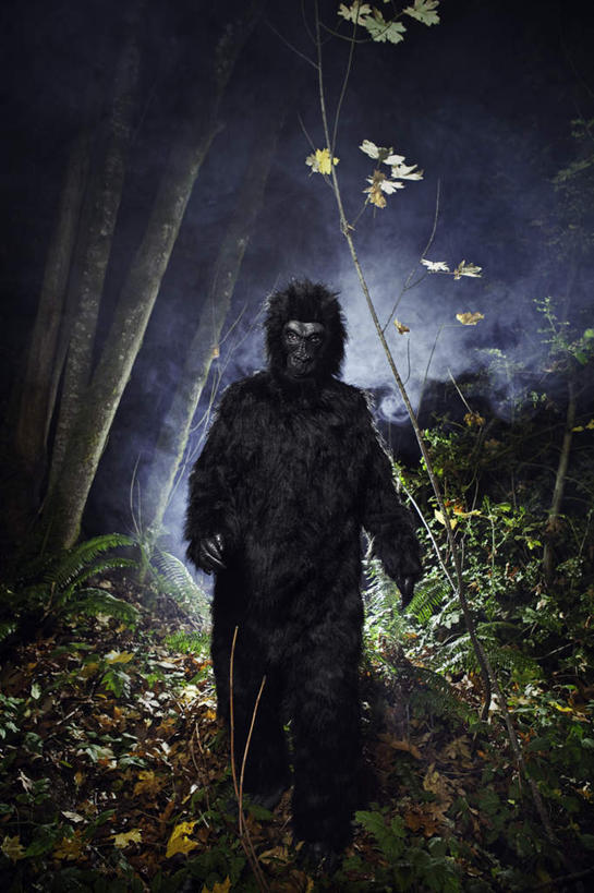 无人,站,竖图,室外,夜晚,正面,旅游,度假,森林,树林,植物,道路,路,野生动物,猩猩,小路,交通,注视,娱乐,树,树木,一只,绿色,自然,动物,观察,看,站着,享受,休闲,放松,活泼,生长,成长,观看,察看,关注,黄猩猩,红猩猩,红毛猩猩,站立,彩图,全身