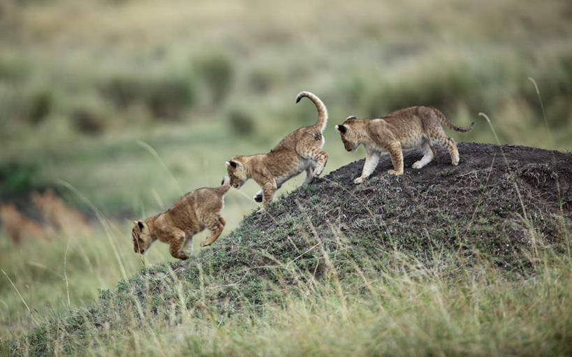 无人,走,横图,室外,白天,侧面,旅游,度假,草地,草坪,美景,植物,哺乳动物,野生动物,狮子,朦胧,模糊,景观,注视,娱乐,草,绿色,自然,动物,观察,看,享受,休闲,景色,放松,三头,观看,察看,关注,自然风光,凶猛,残暴,凶残,步行,散步,走路,彩图,全身