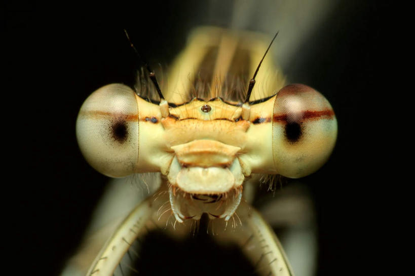 脸,头,脸颊,无人,站,横图,室内,特写,白天,正面,黑色背景,朦胧,模糊,昆虫,注视,一只,动物,观察,看,站着,摄影,影棚,观看,察看,关注,益虫,豆娘,蜻蛉,头部,脸部,脸蛋,面部,站立,半身,彩图,影棚拍摄,拍摄